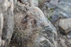 Parodia spanisa UL 1037c - Uwe Lindner