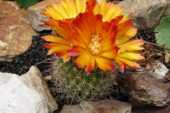 Parodia spanisa - Mathias Eichler