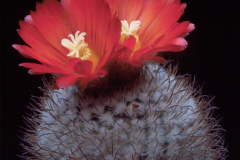 Parodia spegazziniana B71_69 - Dia Archiv ZAG Parodia