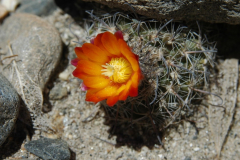 Parodia spegazziniana bei El Arenal (Foto Mucha)