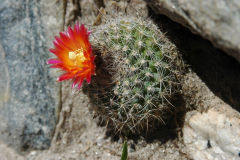 Parodia spegazziniana bei El Arenal (Foto Mucha)