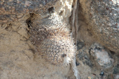 Parodia spegazziniana UL2433 - Uwe Lindner