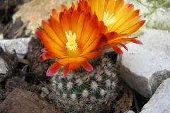 Parodia spegazziniana L 496 - Mathias Eichler