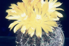 Parodia spegazziniana B71 - Dia Archiv ZAG Parodia