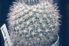 Parodia spegazziniana B71 - Dia Archiv ZAG Parodia