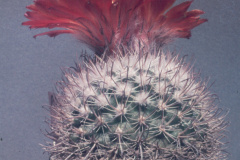 Parodia spegazziniana B71 - - Dia Archiv ZAG Parodia