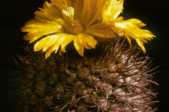 Parodia spegazziniana B71_69 - Dia Archiv ZAG Parodia