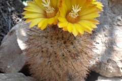Parodia spegazziniana ME 83