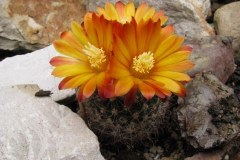 Parodia spegazziniana - Mathias Eichler
