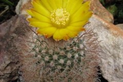 Parodia spegazziniana - Mathias Eichler