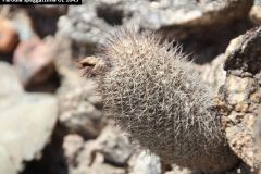 Parodia-speggazziniana-UL-1043
