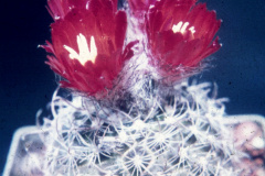 Parodia spegazziniana - Dia Archiv ZAG Parodia