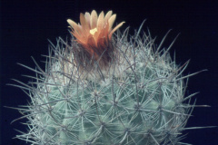 Parodia stuemeri B91 - Dia Archiv ZAG Parodia