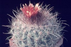 Parodia stuemeri B91 - Dia Archiv ZAG Parodia