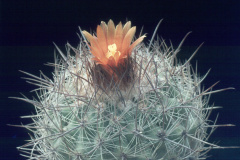 Parodia stuemeri B91 - Dia Archiv ZAG Parodia