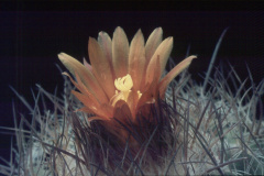 Parodia stuemeri B91 - Dia Archiv ZAG Parodia