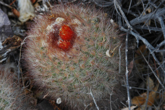 Parodia stuemeri MU 005 El Golgota Foto: Mucha