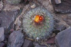 Parodia stuemeri MU 005 El Golgota Foto Mucha