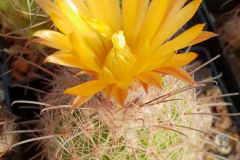 Parodia stuemeri ME99 - Mathias Eichler