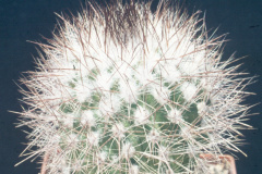 Parodia stuemeri - Dia Archiv ZAG Parodia