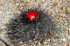 Parodia subterranea MU 151 Foto Mucha