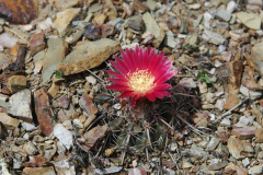 Par.subterranea MU 157 - Kenko - Foto: Mucha