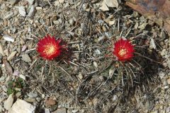 Parodia subterranea MU 157 Form von Kenko - Foto Mucha