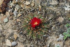 P. subterranea Form von San Loranzito MU 528 - Foto Mucha