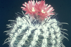 Parodia subterranea  FR731 - Dia Archiv ZAG Parodia