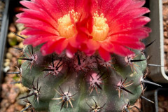 Parodia subterranea FR731 - Uwe Lindner