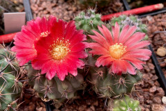 Parodia subterranea FR731 - Uwe Lindner