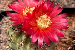 Parodia subterranea FR731 - Uwe Lindner