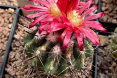 Parodia subterranea HTH  21a - Uwe Lindner