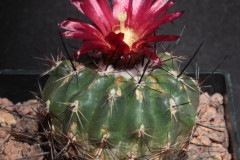 Parodia subterranea HTH21a - Uwe Lindner