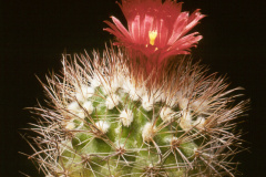 Parodia tilcarensis L467 - Dia Archiv ZAG Parodia