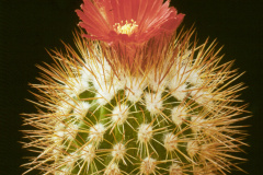 Parodia tilcarensis  - Dia Archiv ZAG Parodia