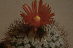 Parodia tilcarensis  - Dia Archiv ZAG Parodia