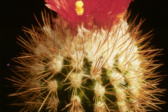 Parodia tilcarensis  - Dia Archiv ZAG Parodia