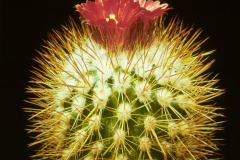 Parodia tilcarensis forma - Dia Archiv ZAG Parodia