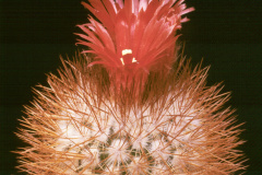 Parodia tilcarensis  - Dia Archiv ZAG Parodia