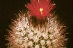 Parodia tilcarensis  - Dia Archiv ZAG Parodia