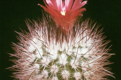 Parodia tilcarensis  - Dia Archiv ZAG Parodia