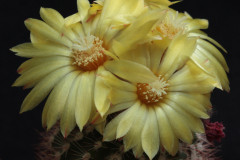 Parodia tuberculosi-costata B 65 - Uwe Lindner
