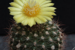 Parodia tuberculosi-costata B 65 - Uwe Lindner