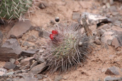 Parodia uhligiana UL 1089 - Uwe Lindner