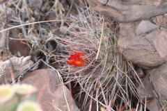 Parodia uhligiana UL 1089 - Uwe Lindner