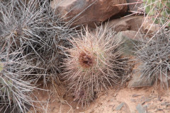 Parodia uhligiana UL 1089 - Uwe Lindner