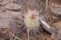 Parodia uhligiana UL 1089 - Uwe Lindner