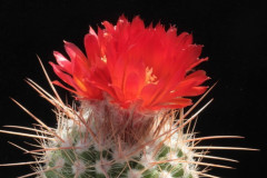 Parodia uhligiana - Uwe Lindner