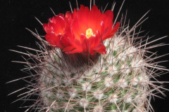 Parodia uhligiana L 568 - Uwe Lindner